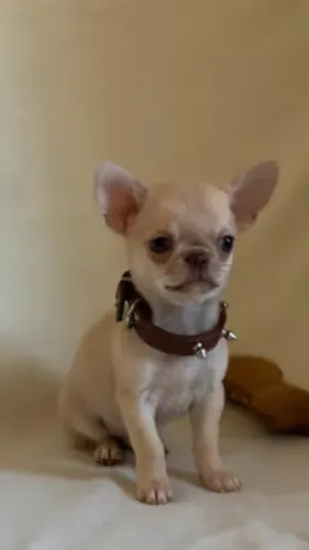 Chihuahua Micro - Beleza, exclusividade e muito carinho!