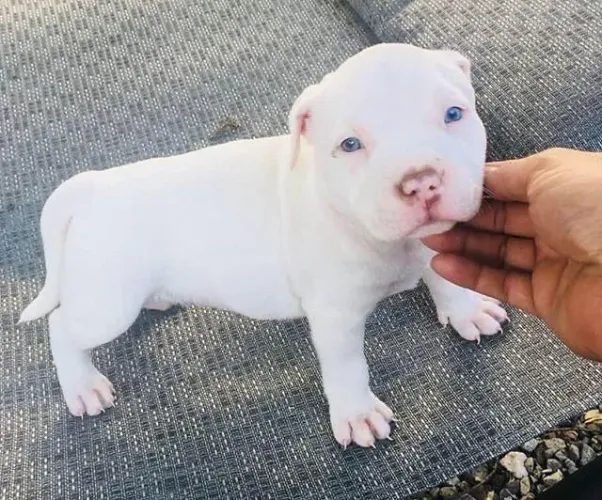 Filhote de Pitbull Branco com Olhos Azuis - Puro 