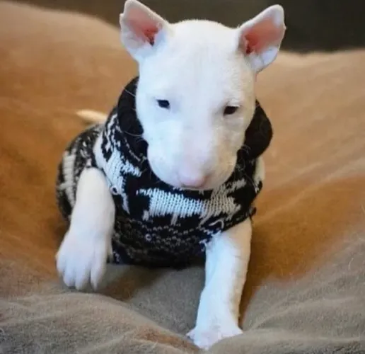 Bull terrier fêmea cor branca filhote com 59 dias vacinada e com pedigree- Eduardo