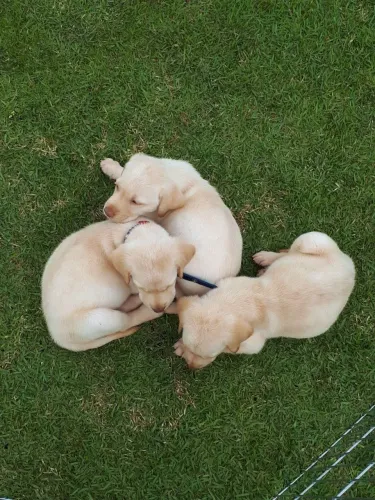 Labrador lindos