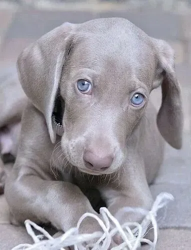 Cativantes  Weimaraner á venda 