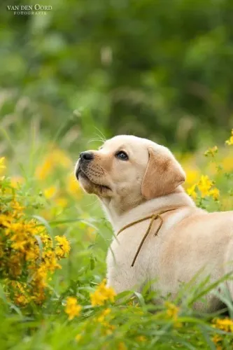 Filhote Labrador aguardando um novo tutor