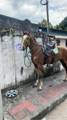 Cavalo registrado 