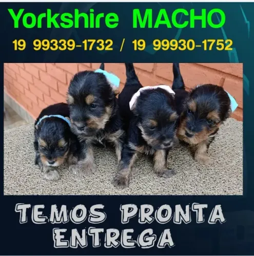 Yorkshirinho em Promoção - Venha Conhecer!