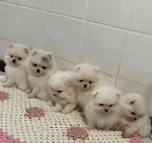 Disponível Filhote de Lulu da pomerania baby - Ursinho