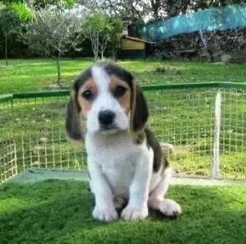 Filhotes de Beagle | Filhotes prontos pra fazer amigos!
