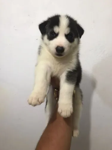 Border Collie fêmea branco e preto com 69 dias, garantias de saúde em contrato-Dani