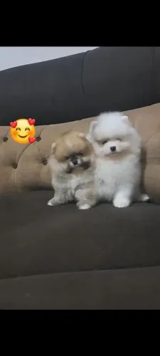 Filhotes machos de Spitz