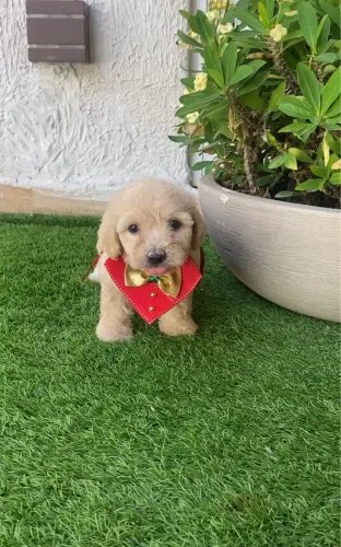 Cachorro poodle toy fêmea legítima