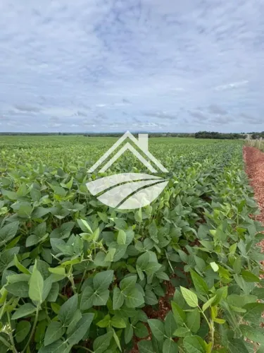 Fazenda para Venda em Conceição do Araguaia, agropecuária em expansão
