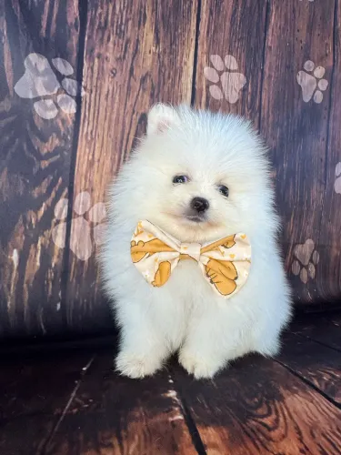 Lulu da Pomerania