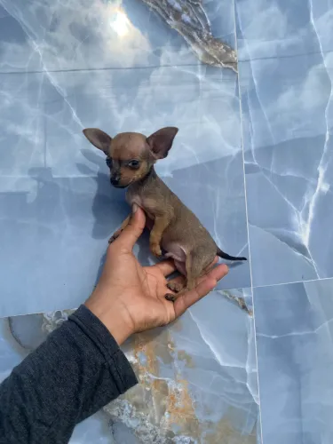 Pinscher zero macho
