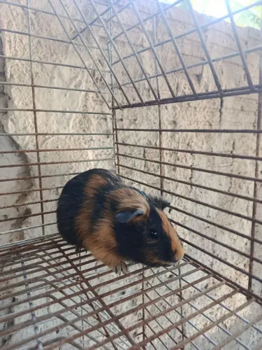 Porquinho da índia adulto
