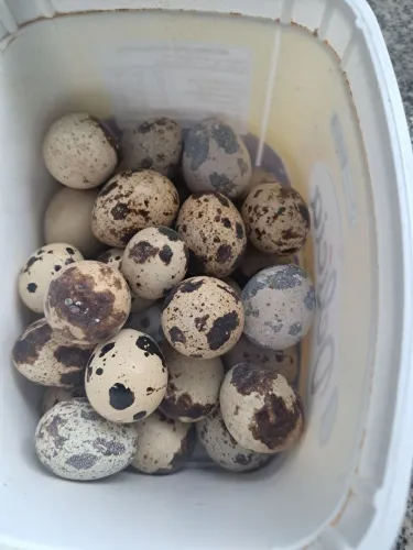 Ovos de codorna galado