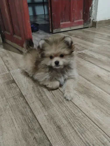 Spitz fêmea - Lulu da Pomerânia