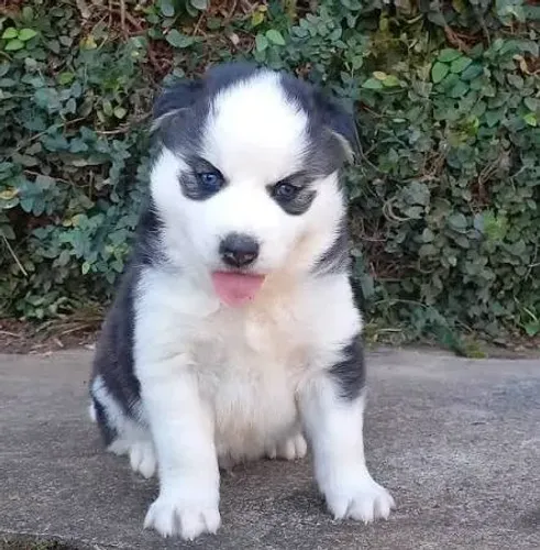 Husky siberiano filhotes