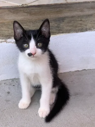 Lindos gatinhos