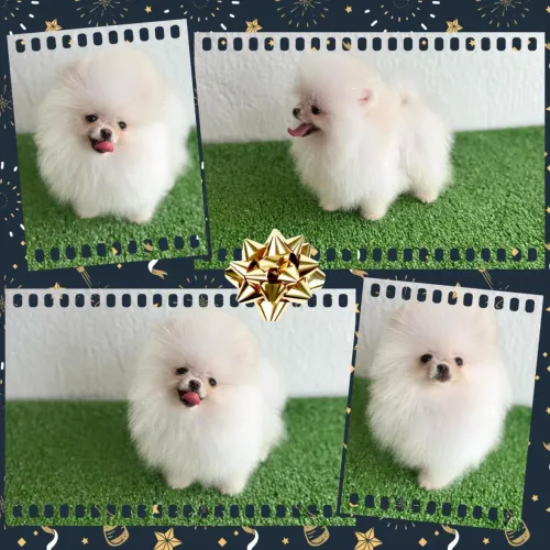 !!Spitz Alemão- Machos e fêmeas!!