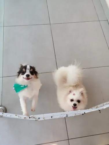 Chihuahua para cobertura