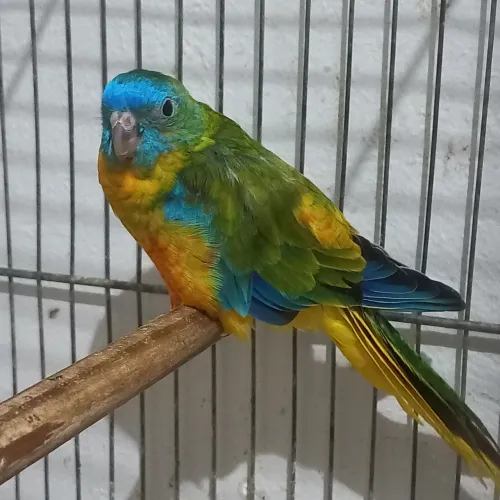 Neophema Turquoisine
