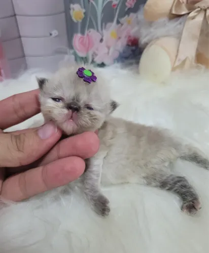 Gata persa himalaio 