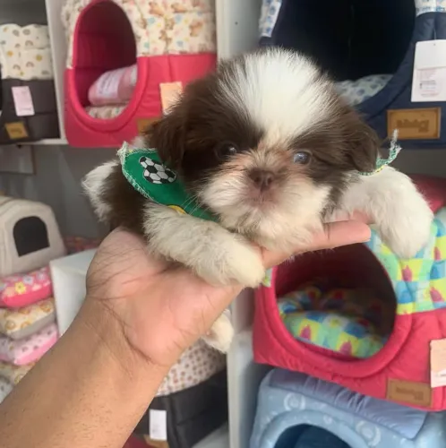 Shih tzu chocolate 