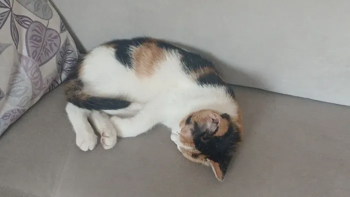 DOA se una gatinha fêmea