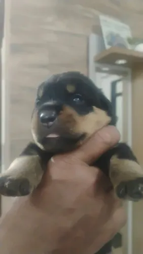 Filhotes de rottweiler