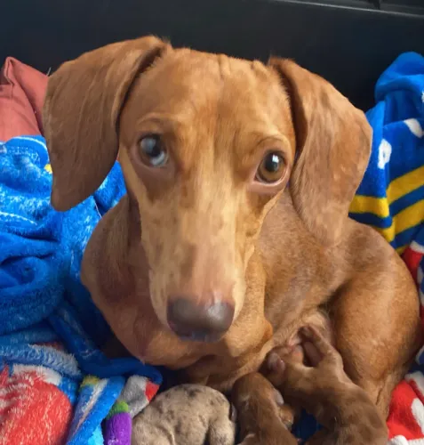 Filhotes de Dachshund Kaninchen, arlequim 