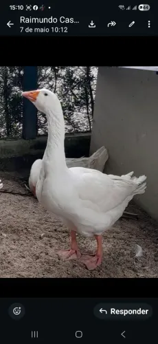Gansos Toulouse 