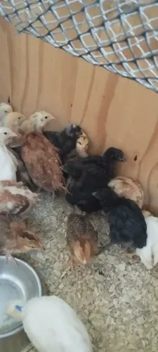 Lote de 15 pintinhos de poedeiras