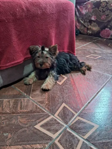 Yorkshire fêmea 5 meses