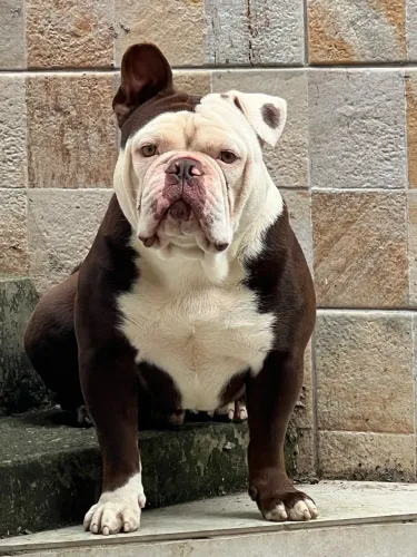 Buldogue inglês
