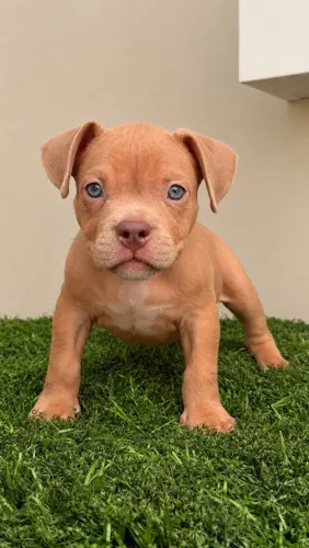 American Bully Micro - Filhotes