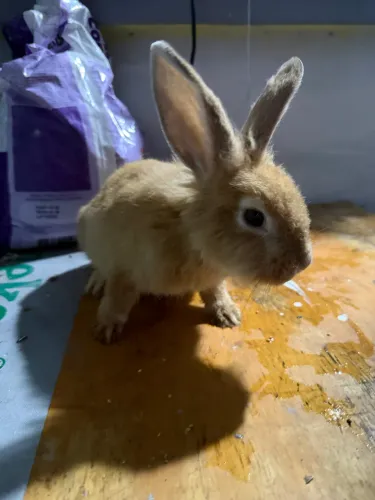 Coelho 