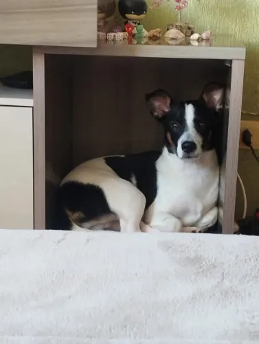 Cachorro Jack Russel 