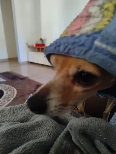 Foto da bolinha 