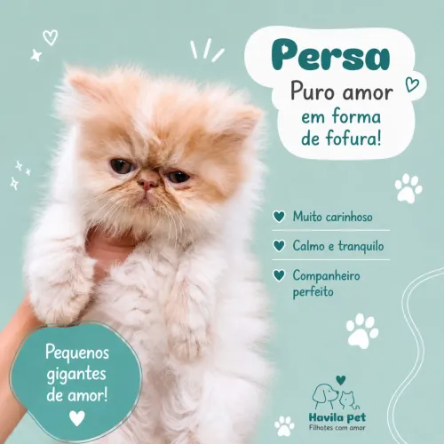 Persa fêmea preta filhote ou cinza compro 
