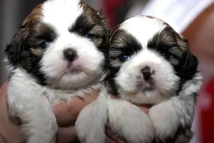 Shihtzu melhores amigos sem dúvida 