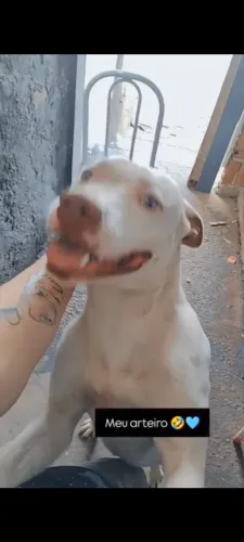 Doação de Pit Bull