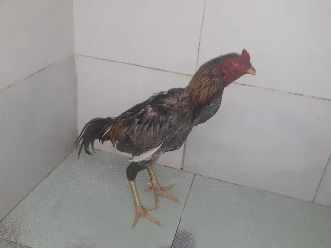 Galo de Raça