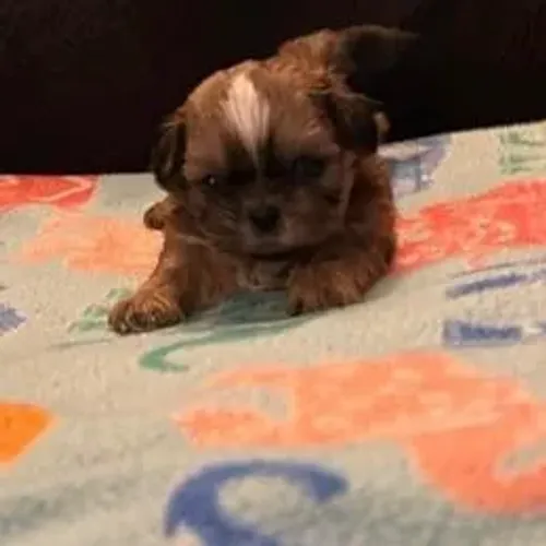 Shih Tzu,Shih Tzu Filhote Selecionado com Alta Procedência e Muito Encanto