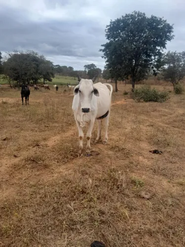 Vaca nelore