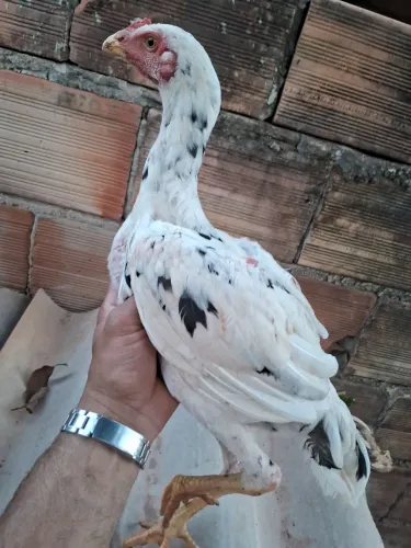 Vendo frango indio pintado.