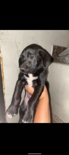 Estou doando filhotes de cachorro