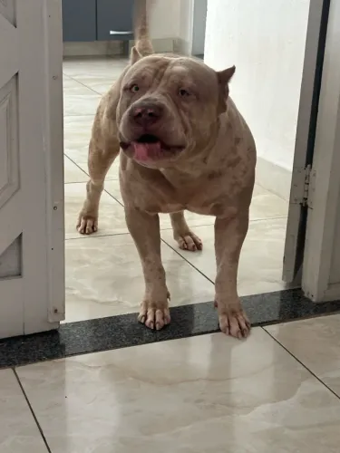 Pitmonster merle para cobertura