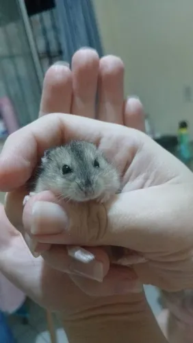 Hamister anão russo 