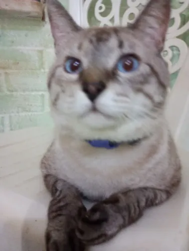 Gato siamês castrado