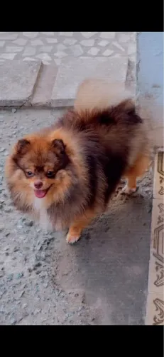 Vendo fêmea spitz alemão