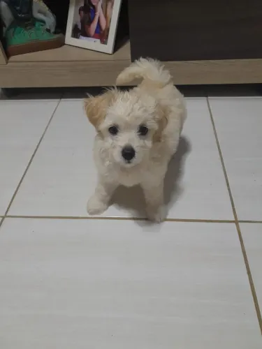 Podle filhote 2 meses